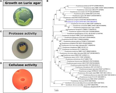 Pseudomonas aeruginosa RTE4: A Tea Rhizobacterium With Potential for Plant Growth Promotion and Biosurfactant Production